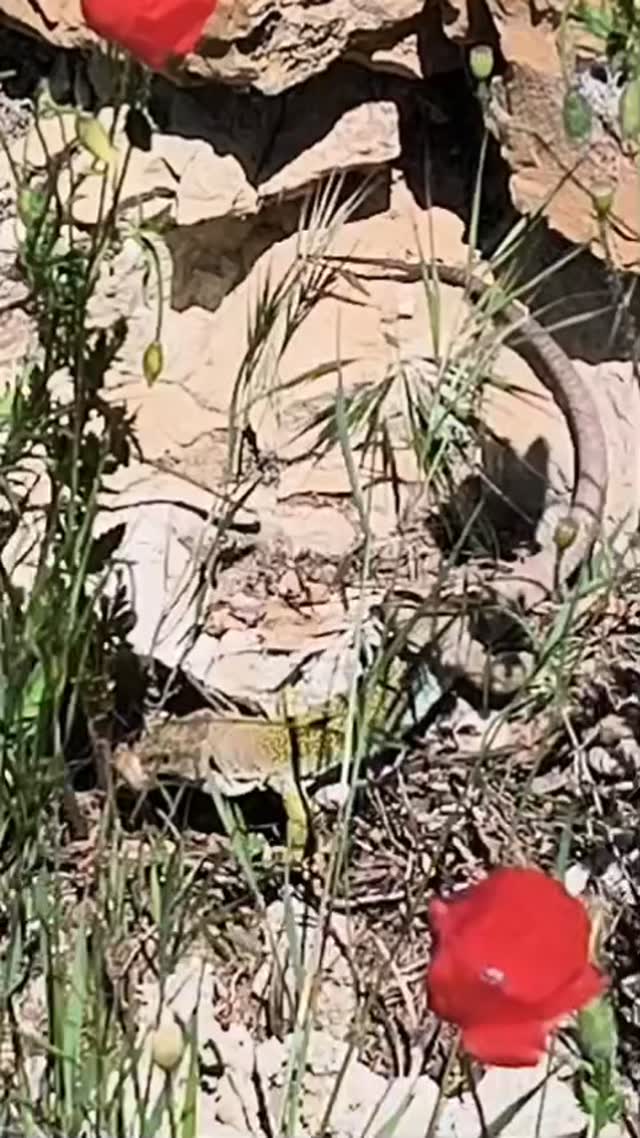 🦎 El nostre fardatxo

El fardatxo és el rèptil més gran de les nostres muntanyes, si deixem de banda les serps. Imponent, feréstec i amb aquell aspecte que ens recorda els antics dinosaures.

Malauradament, cada vegada en queden menys. La pèrdua d'hàbitat, els verins i els atropellaments han fet que siga una espècie vulnerable.

Quan en trobem un durant les nostres activitats, sabem que estem davant d'un autèntic tresor de la natura.

👉 L'havies vist mai?
@elpetitboix

#escolademuntanya #escoladenatura #lasénia #terresdelsénia